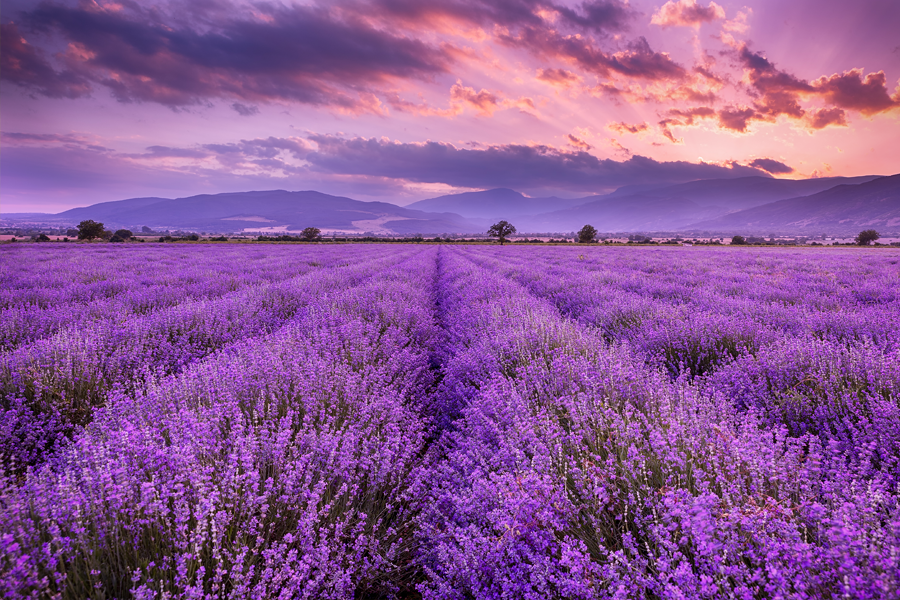 Lavanda